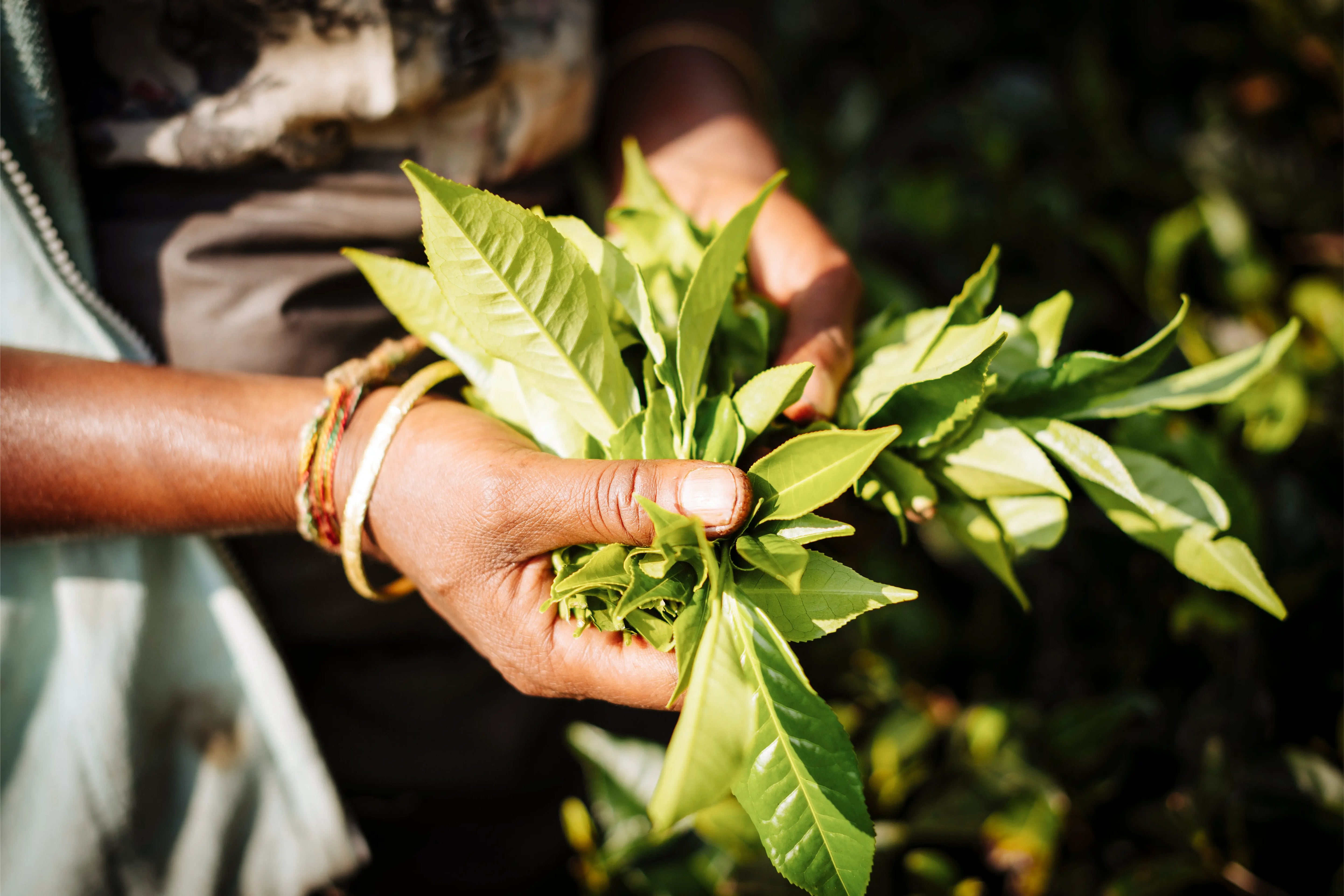 Awaken Your Eyes — Beauty Hacks with Brewed Tea